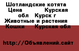 Шотландские котята › Цена ­ 4 000 - Курская обл., Курск г. Животные и растения » Кошки   . Курская обл.